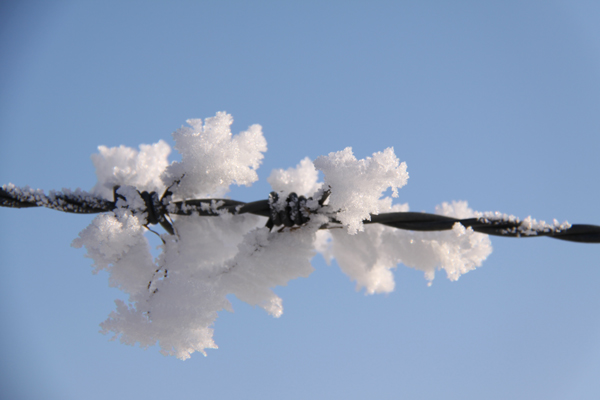 winterwit