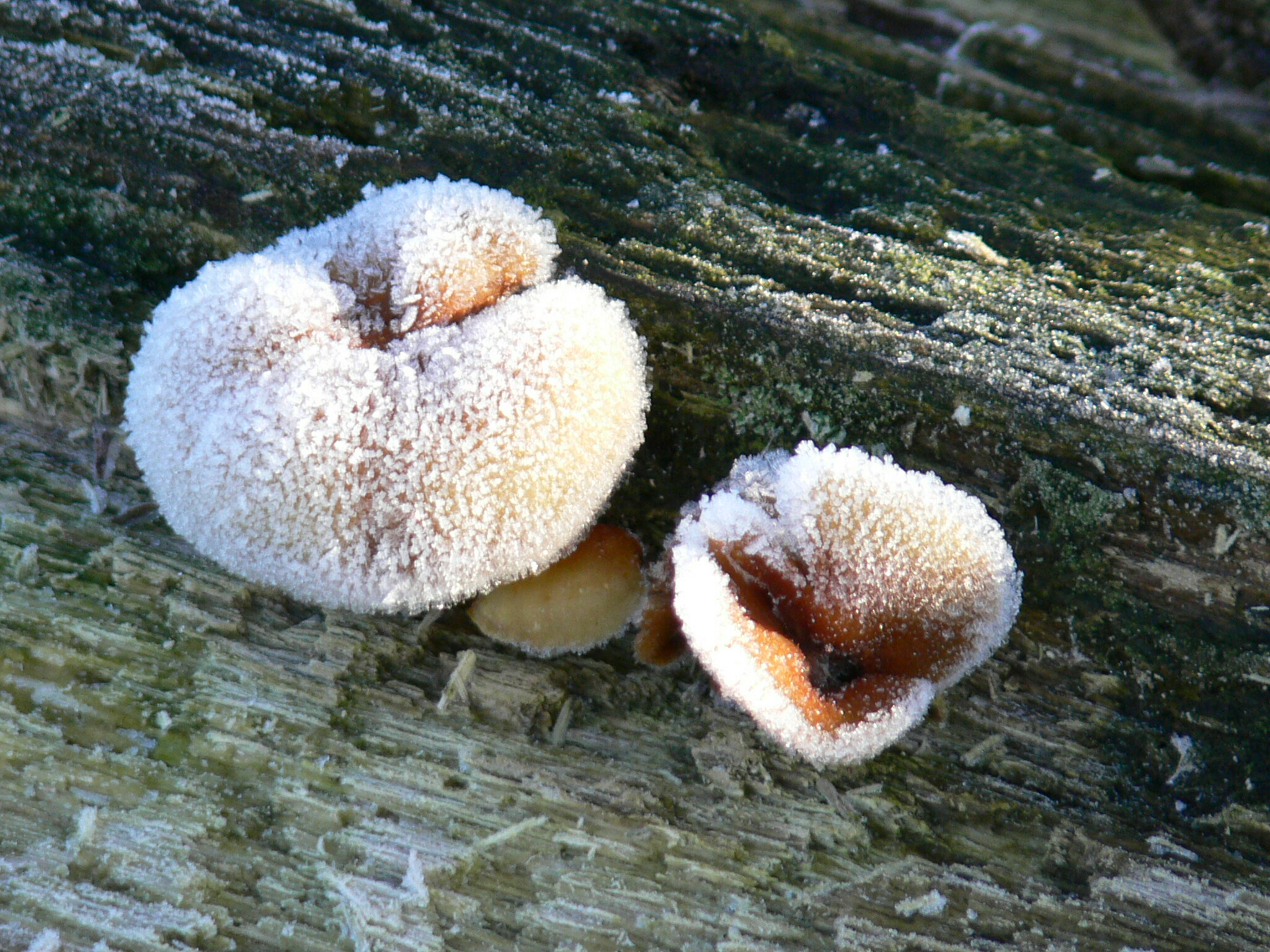 Rijpe paddestoeltjes