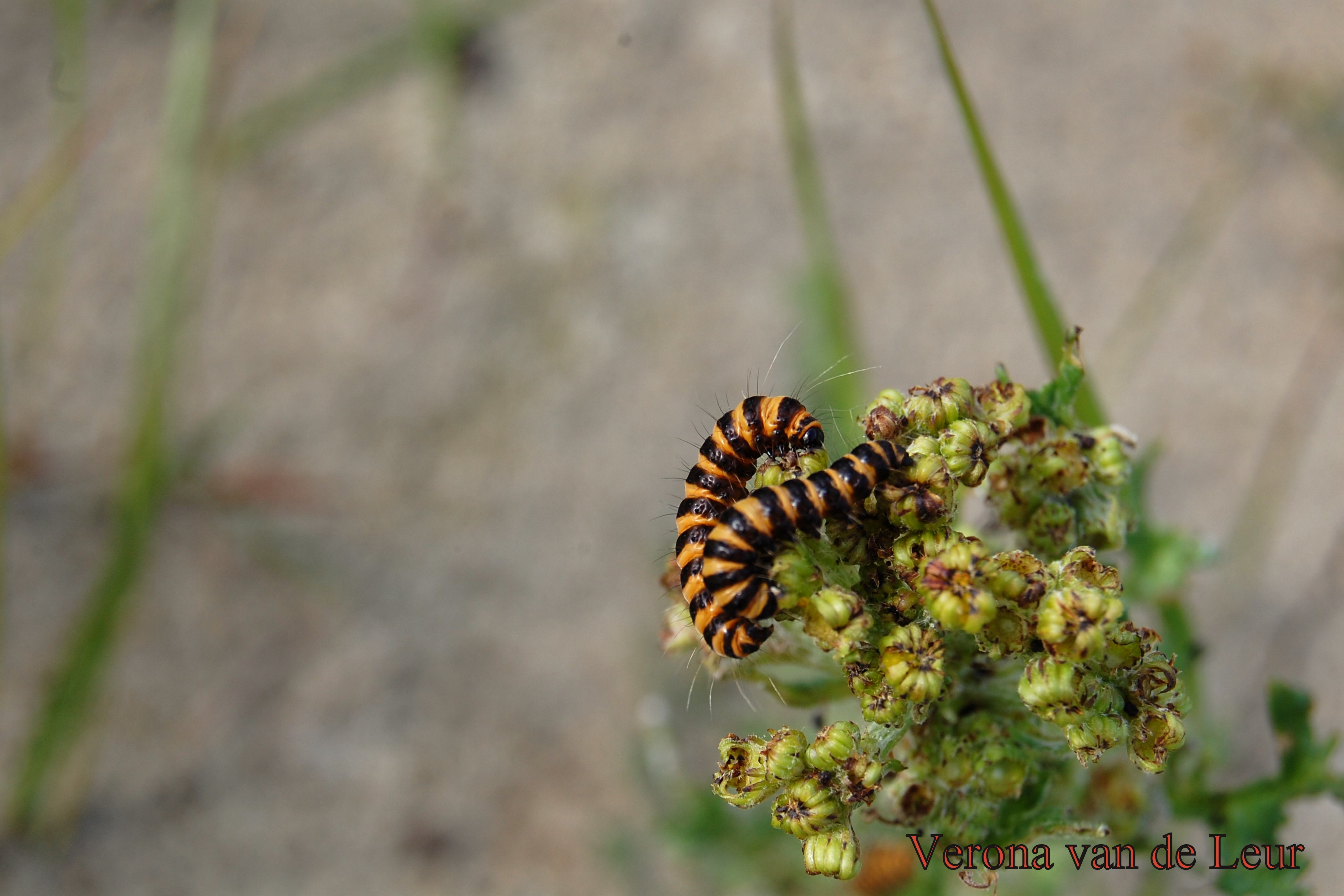 rupsen van een sint-jacobsvlinder  