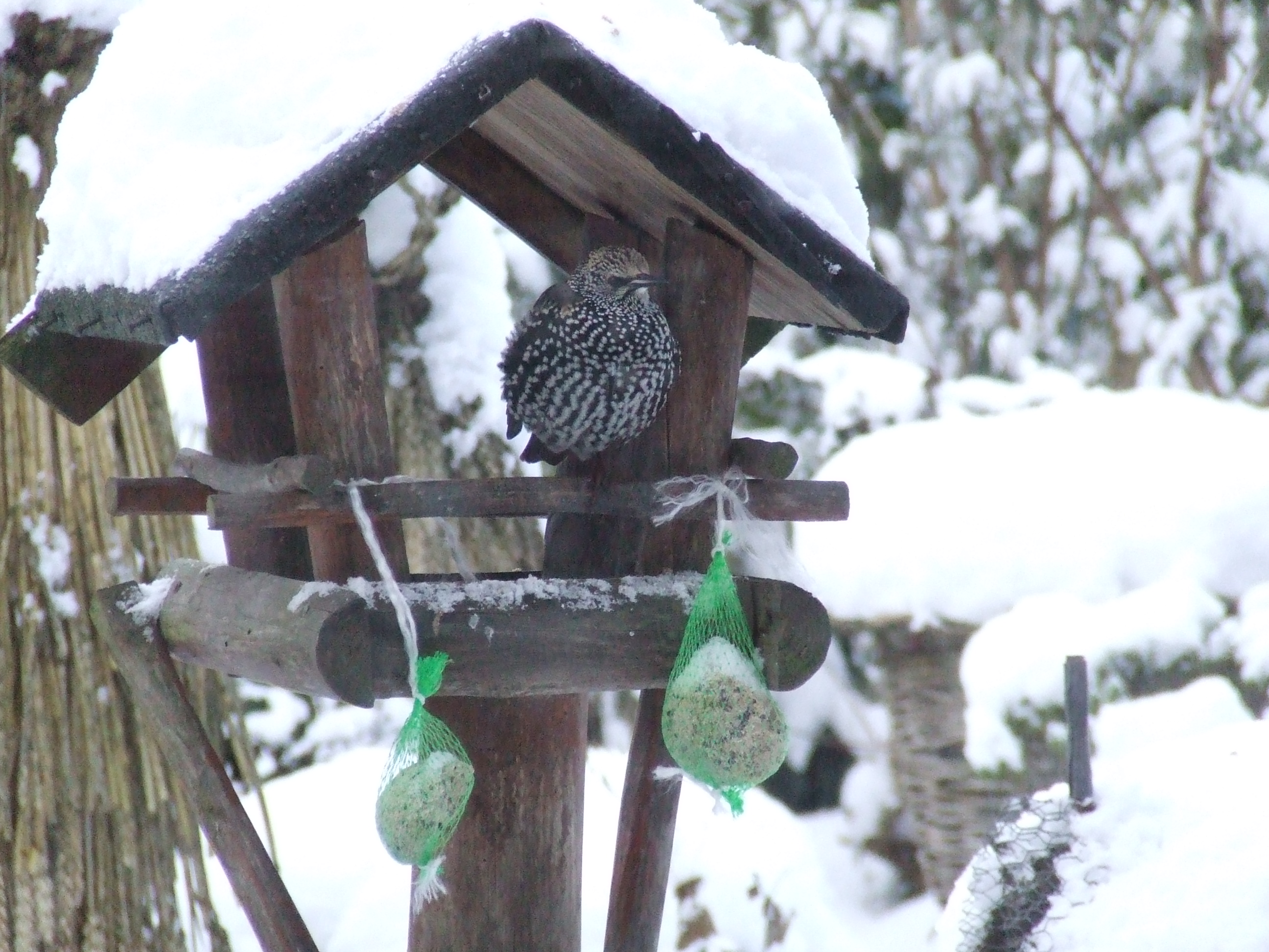 Spreeuw in winterkleed