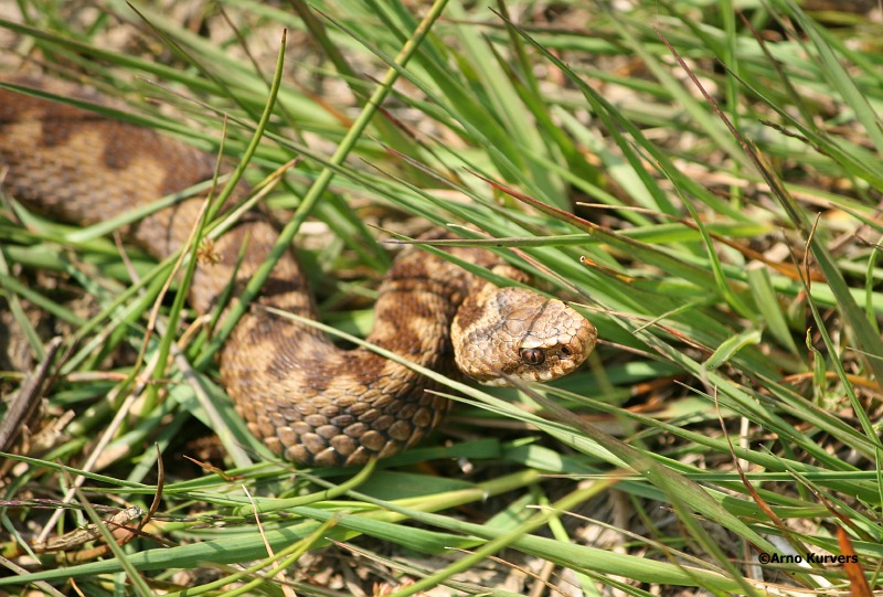 Adder