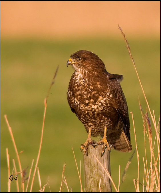 Buizerd op paal