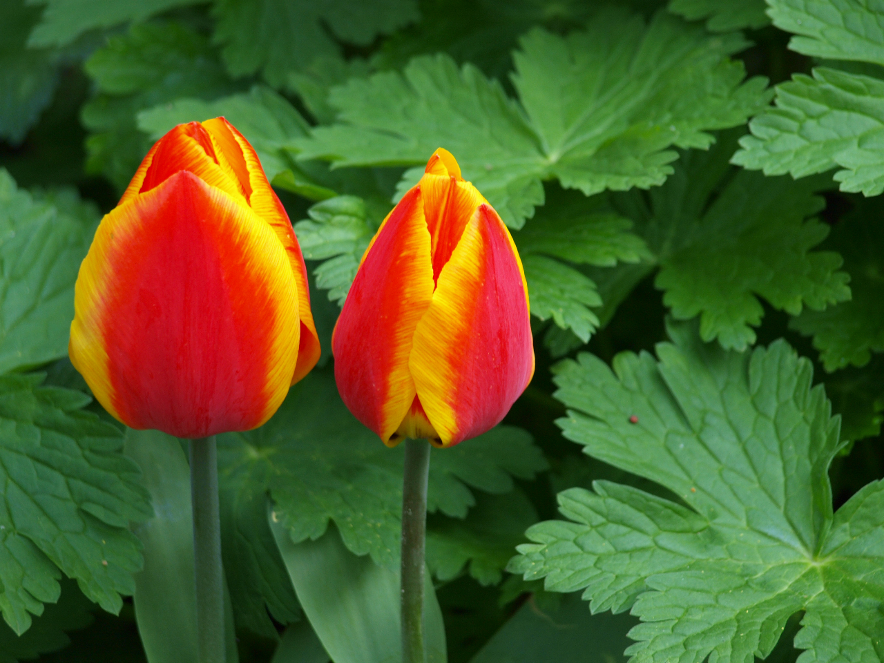 2 kleurige voorjaarstulpen