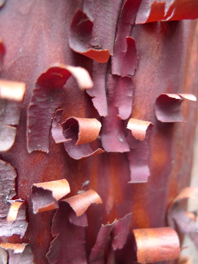 Bast van manzanita boom