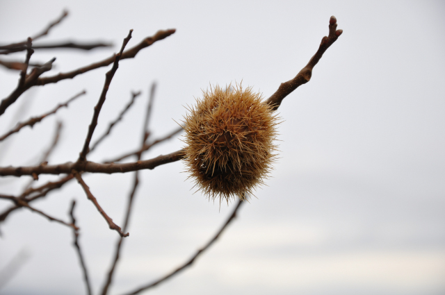 Last Seed