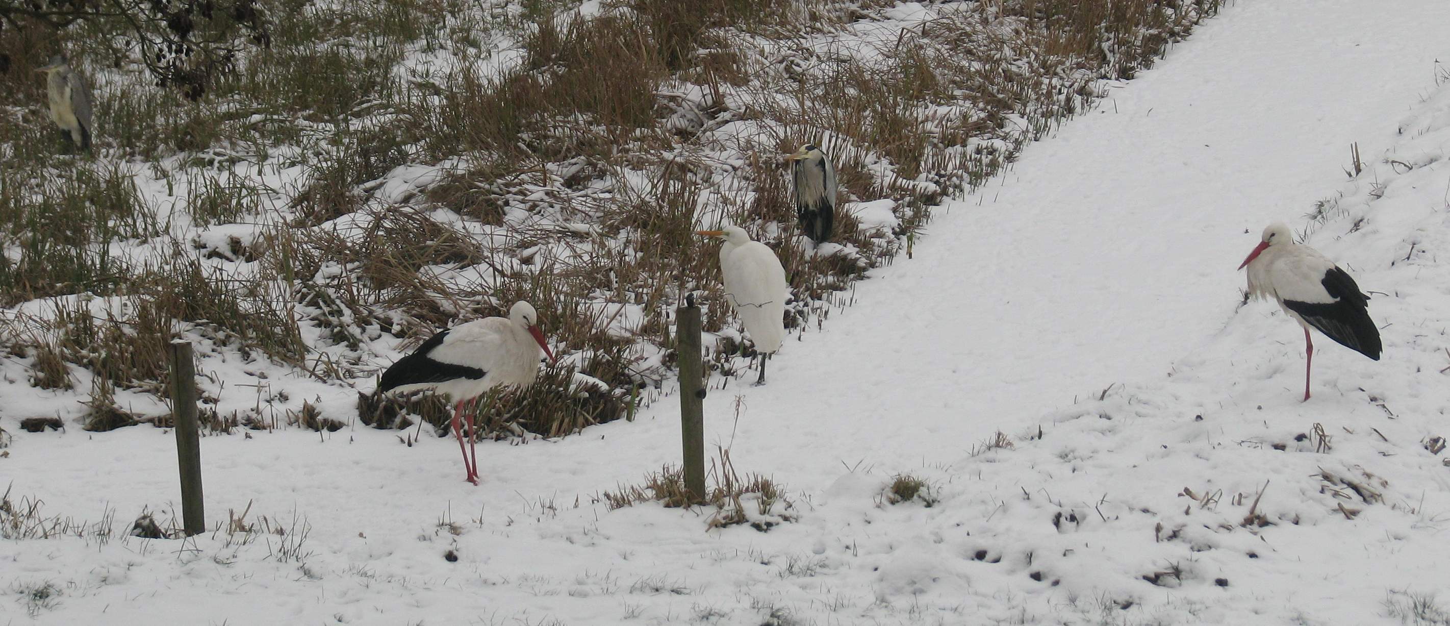 Met z'n vijven wachten op eten
