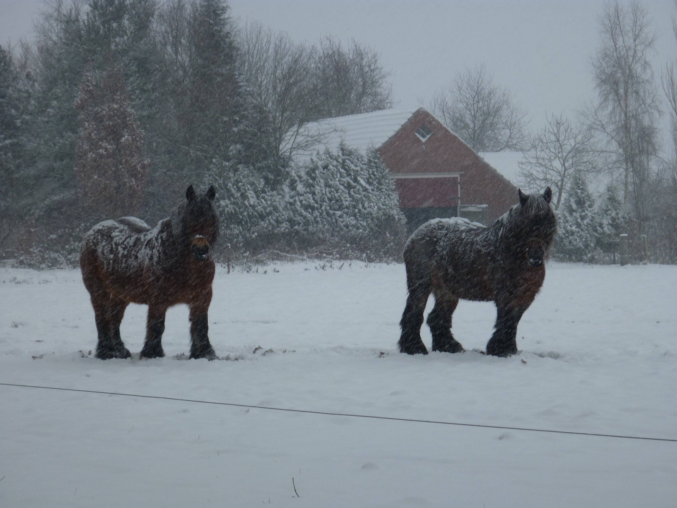 Paarden in de sneeuw