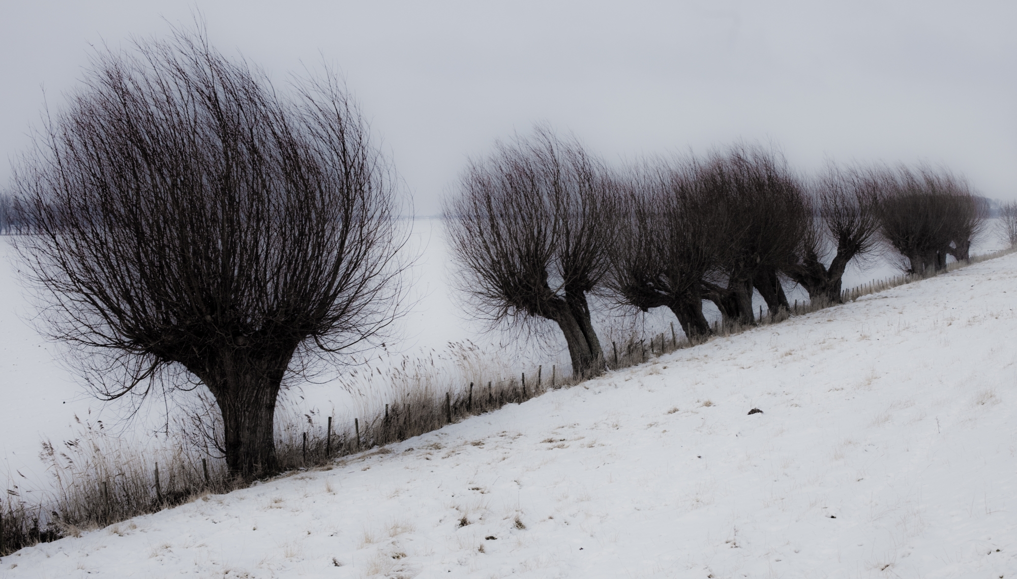 Winter in de Polder