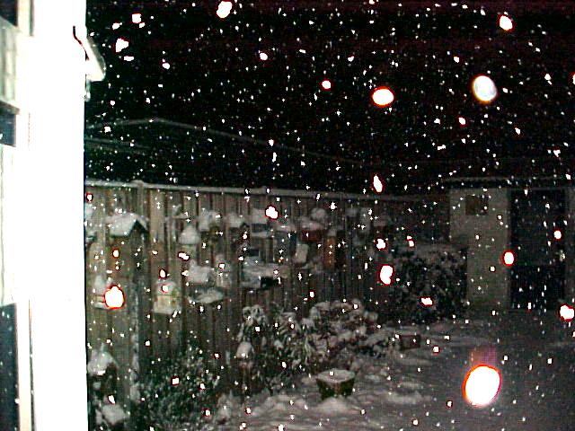 Vogelkasjes in de sneeuw