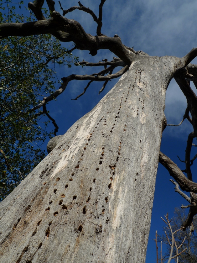 Boom met spechtengaten en eikels
