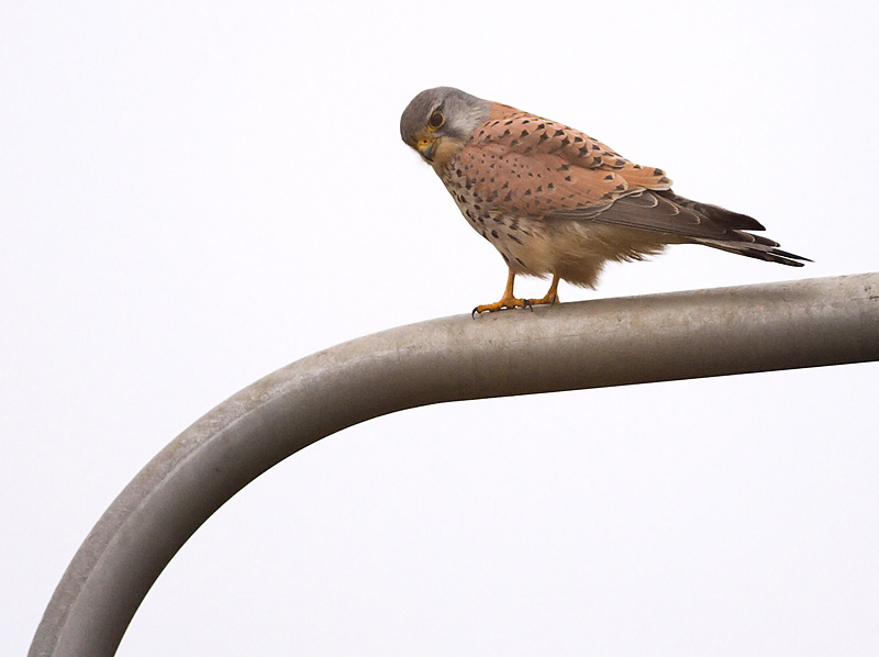 Torenvalk op een lantaren