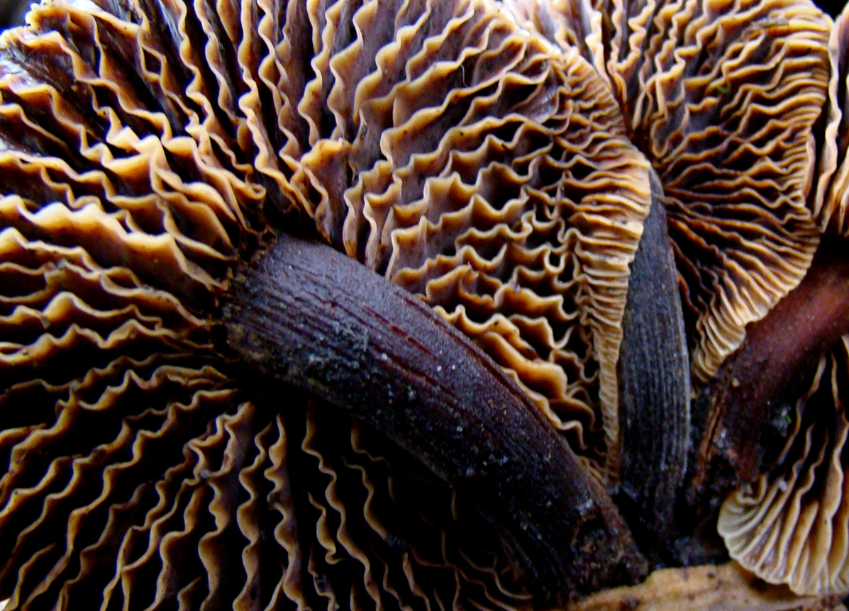 plaatjes fluweelpootje