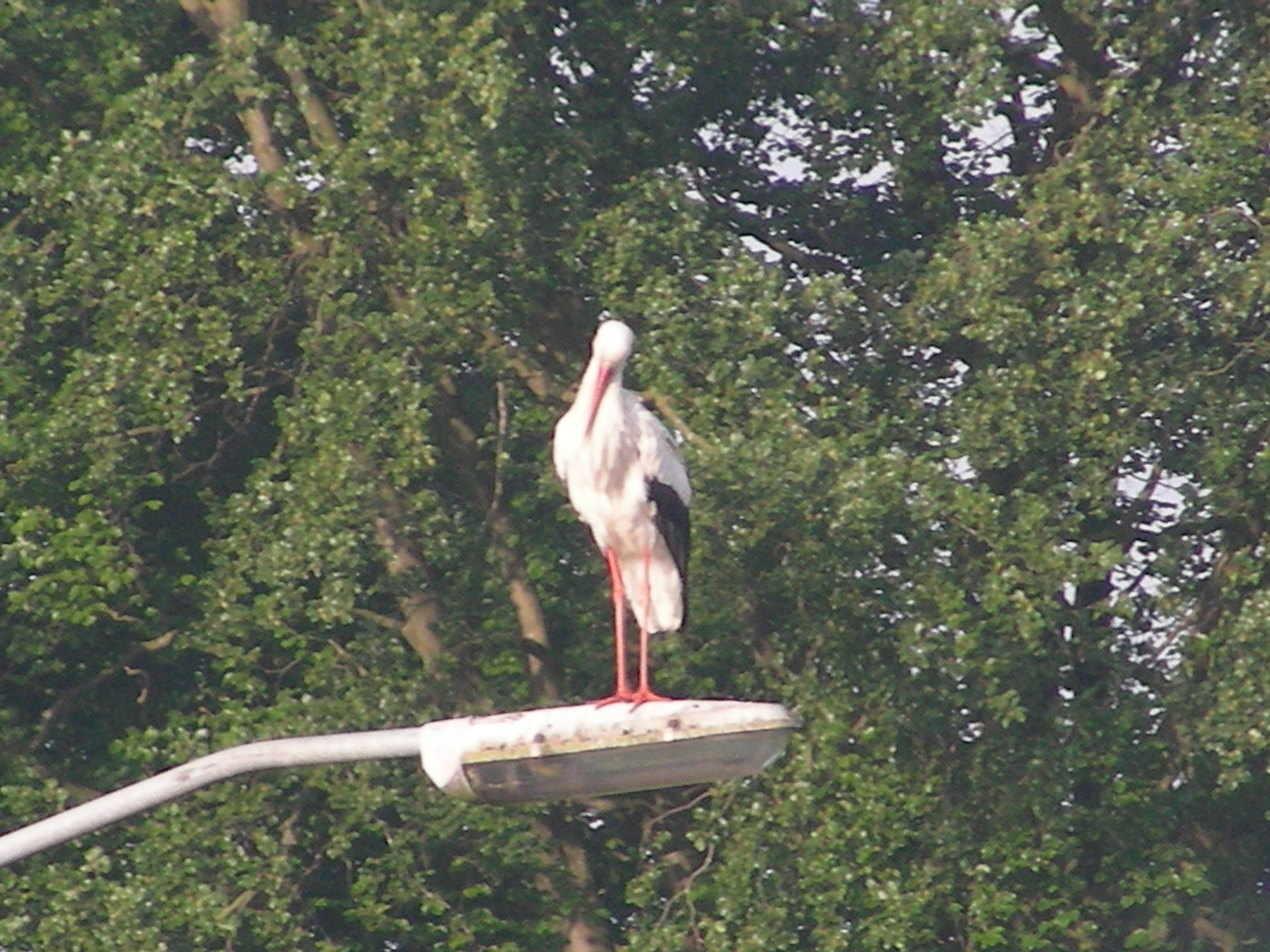 Ooievaar zoekt het hogerop