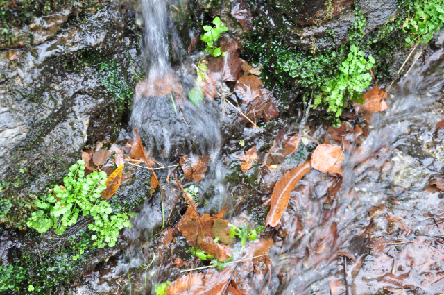 Fallen Leaves