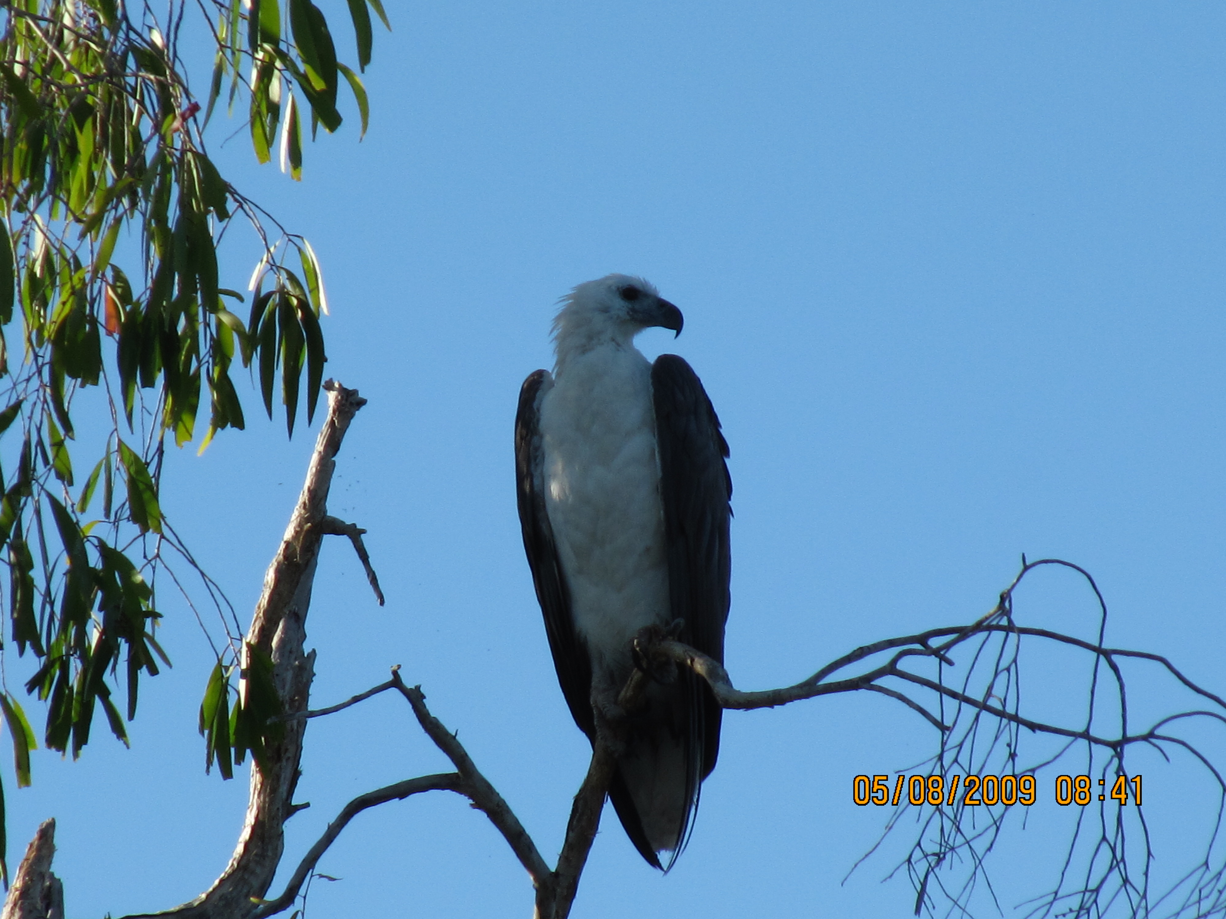 Amerikaanse zeearend