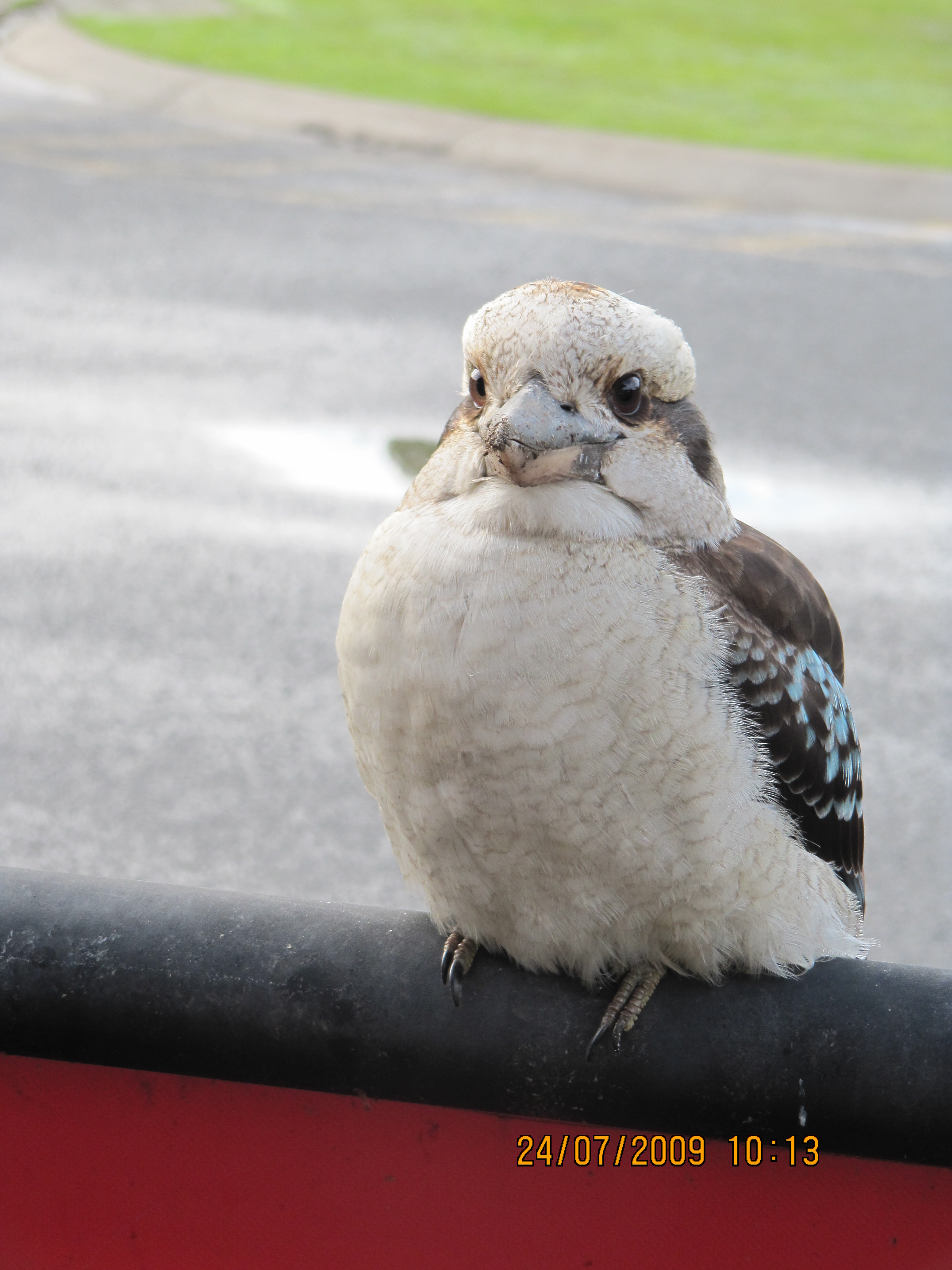 laughing kookaburra