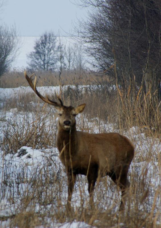 Geen vroege vogel, maar vroeg edelhert.