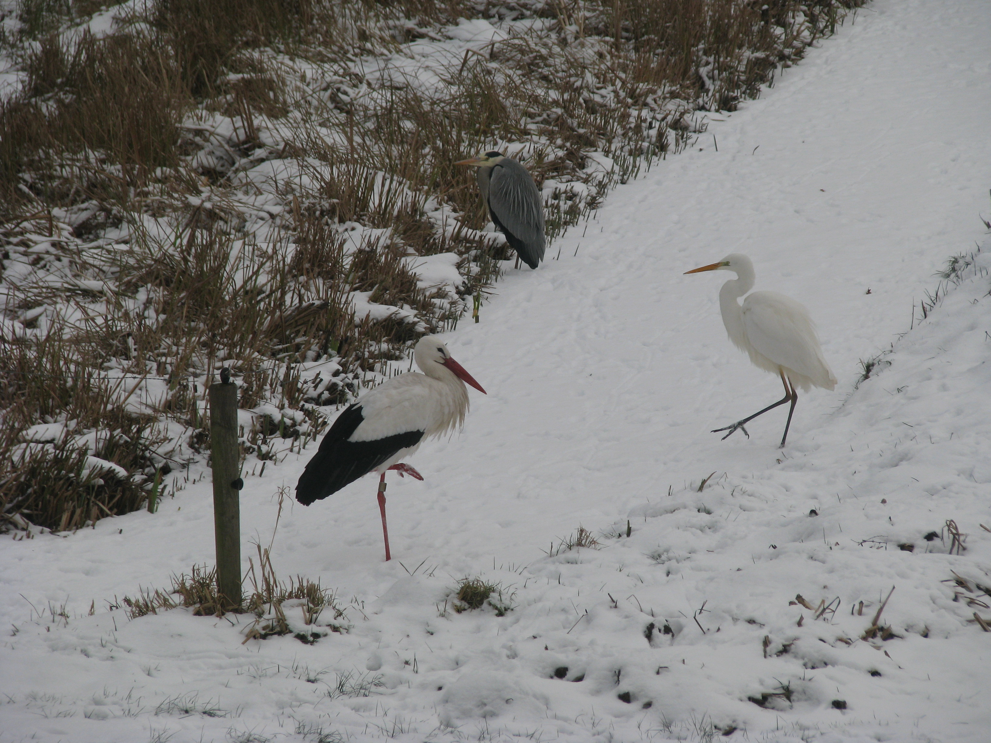 Drie verschilende steltlopers in de sneeuw