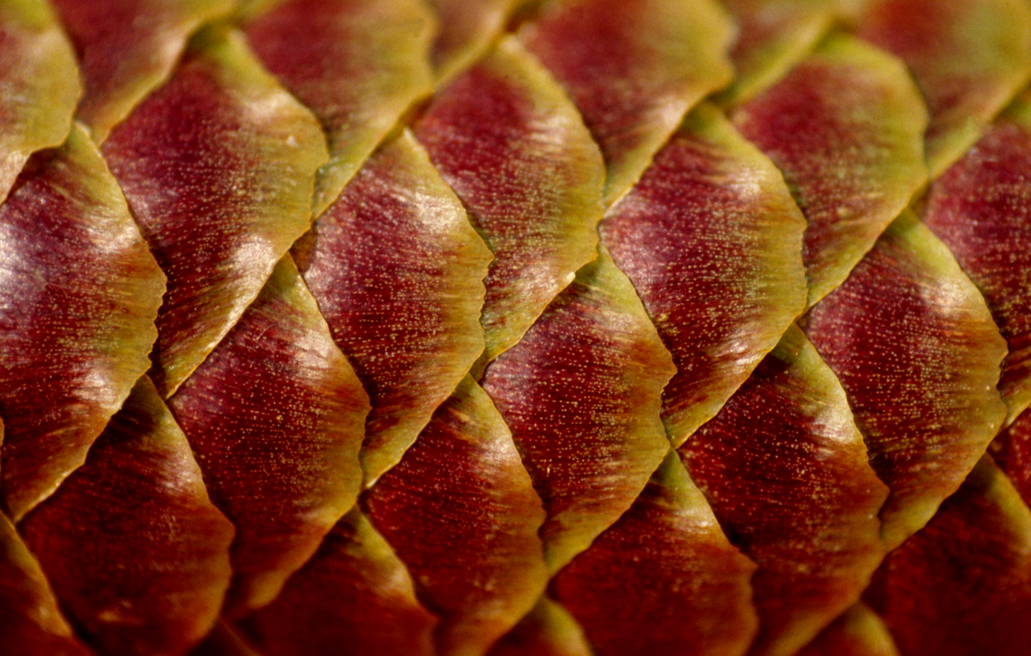 detail kegel fijnspar