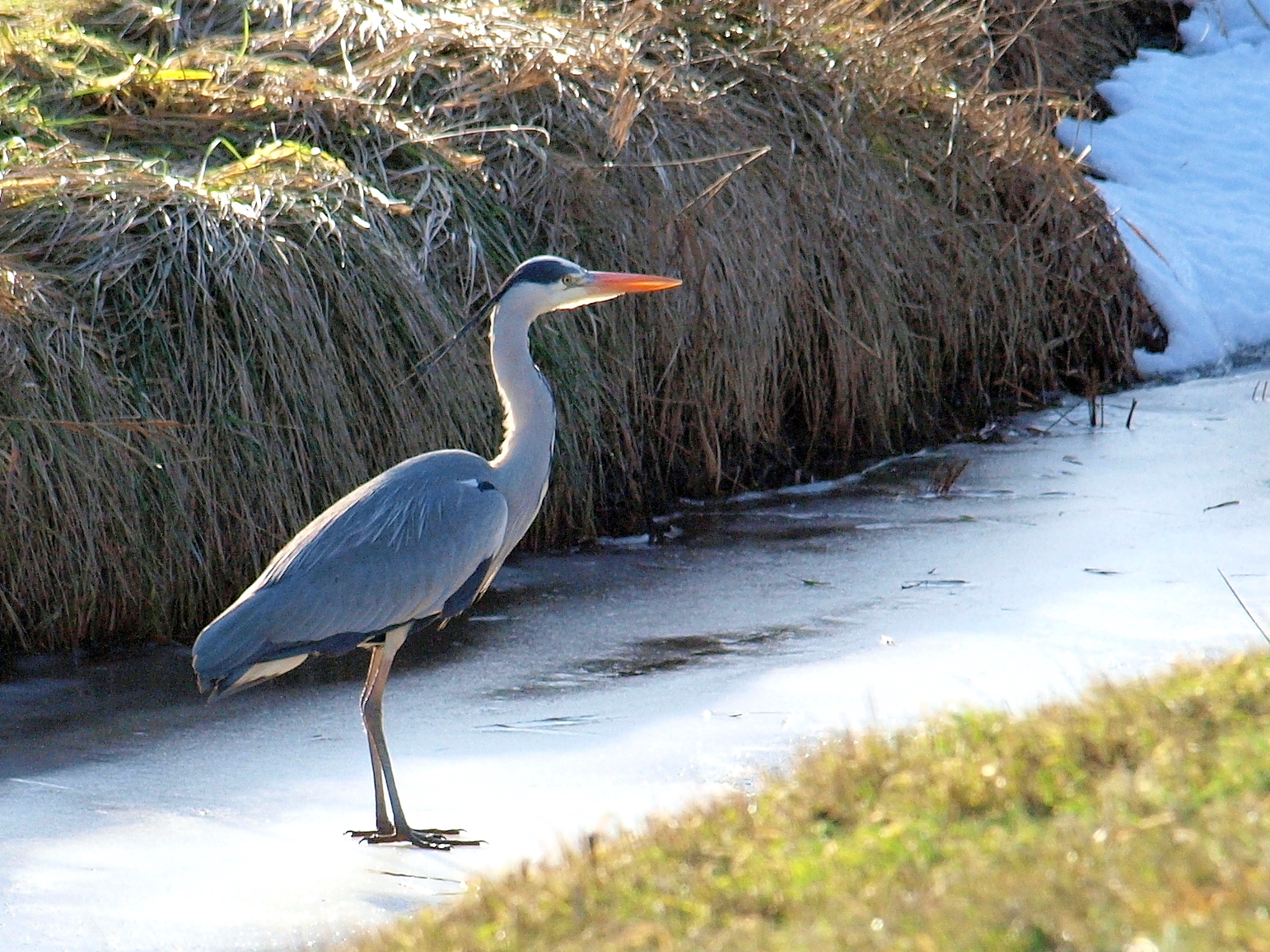 Blauwereiger