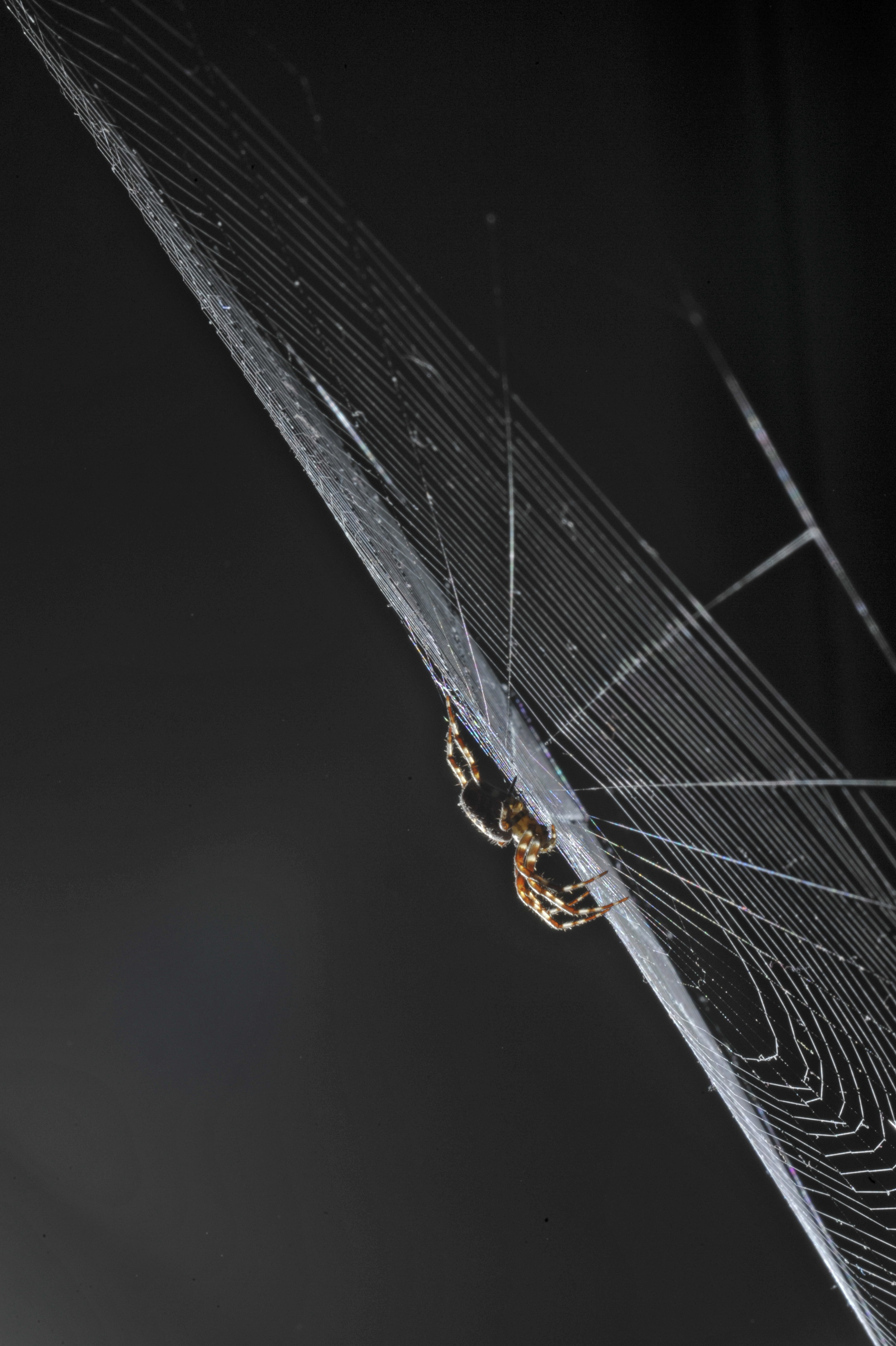 spin Aragne in haar web