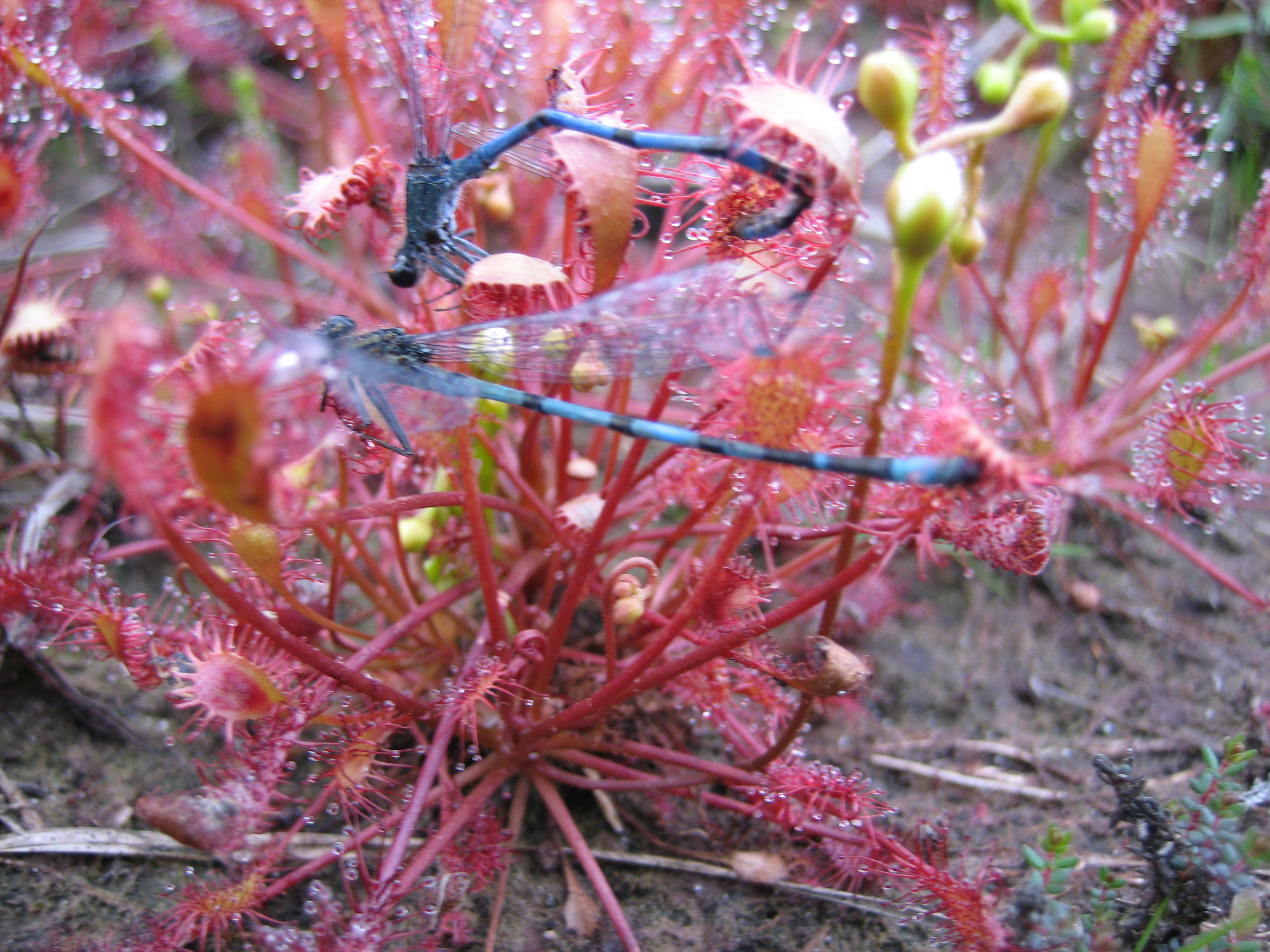 Gevangen in de zonnedauw