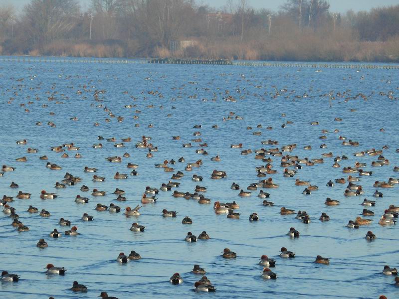 dichtbevogelde surfplas in Reeuwijk-1