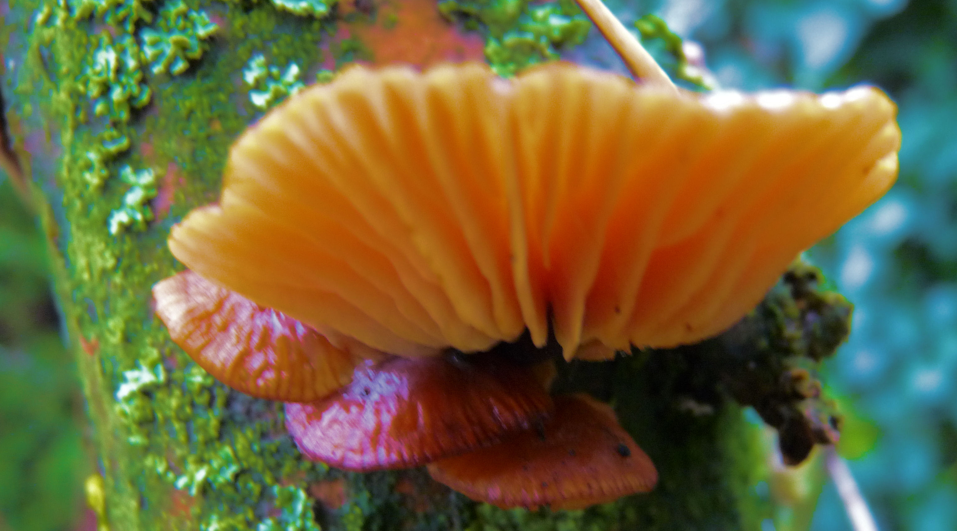 Paddenstoel in januari