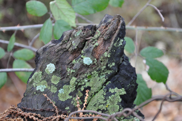 Moss Rock