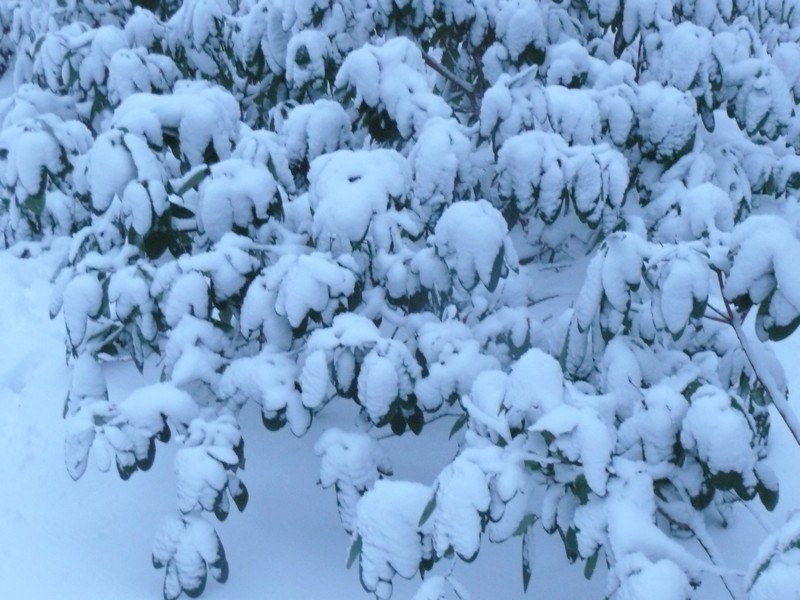 witte rhododendronstruiken