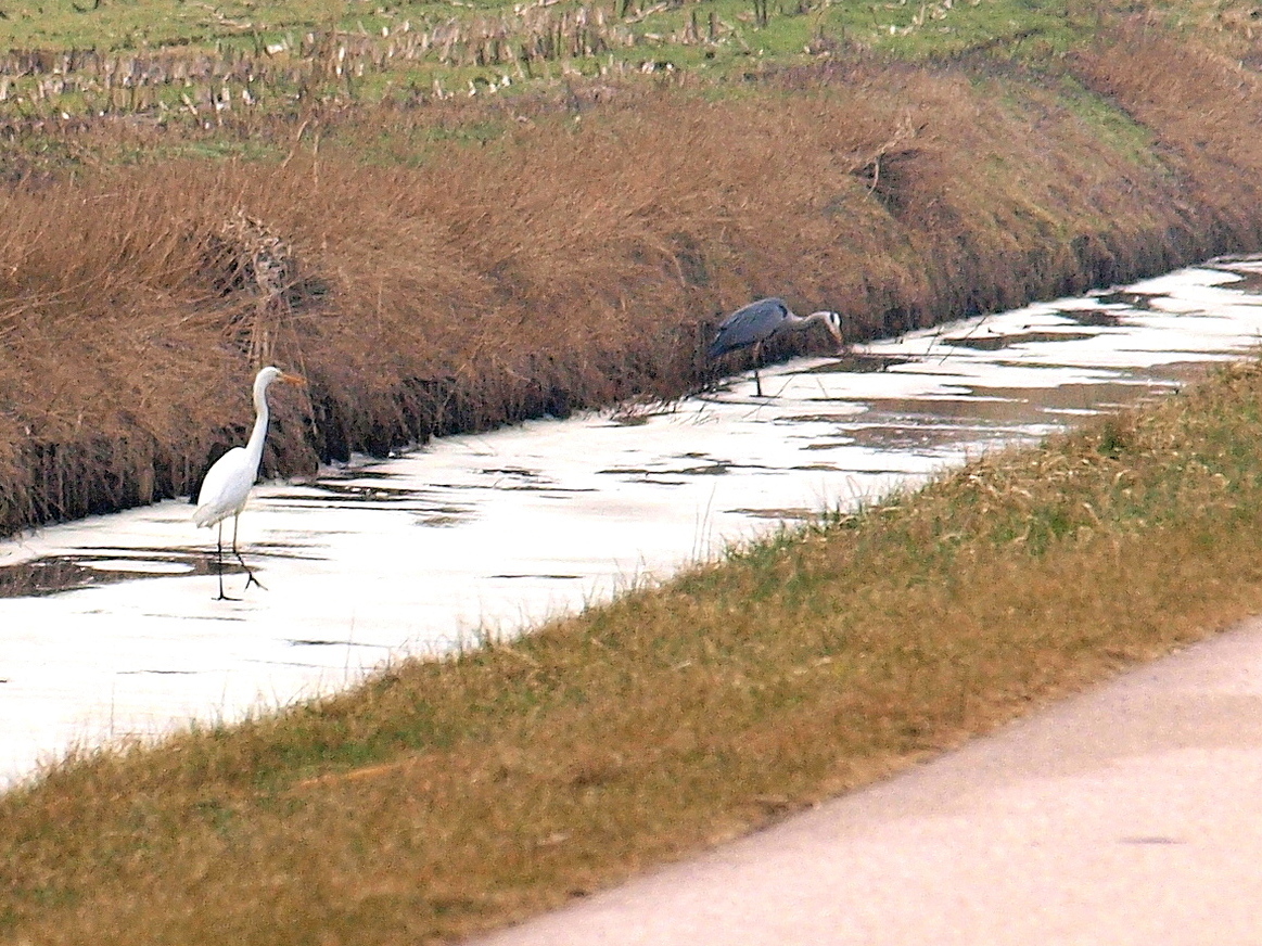 grote zilver reiger met een blauwe reiger