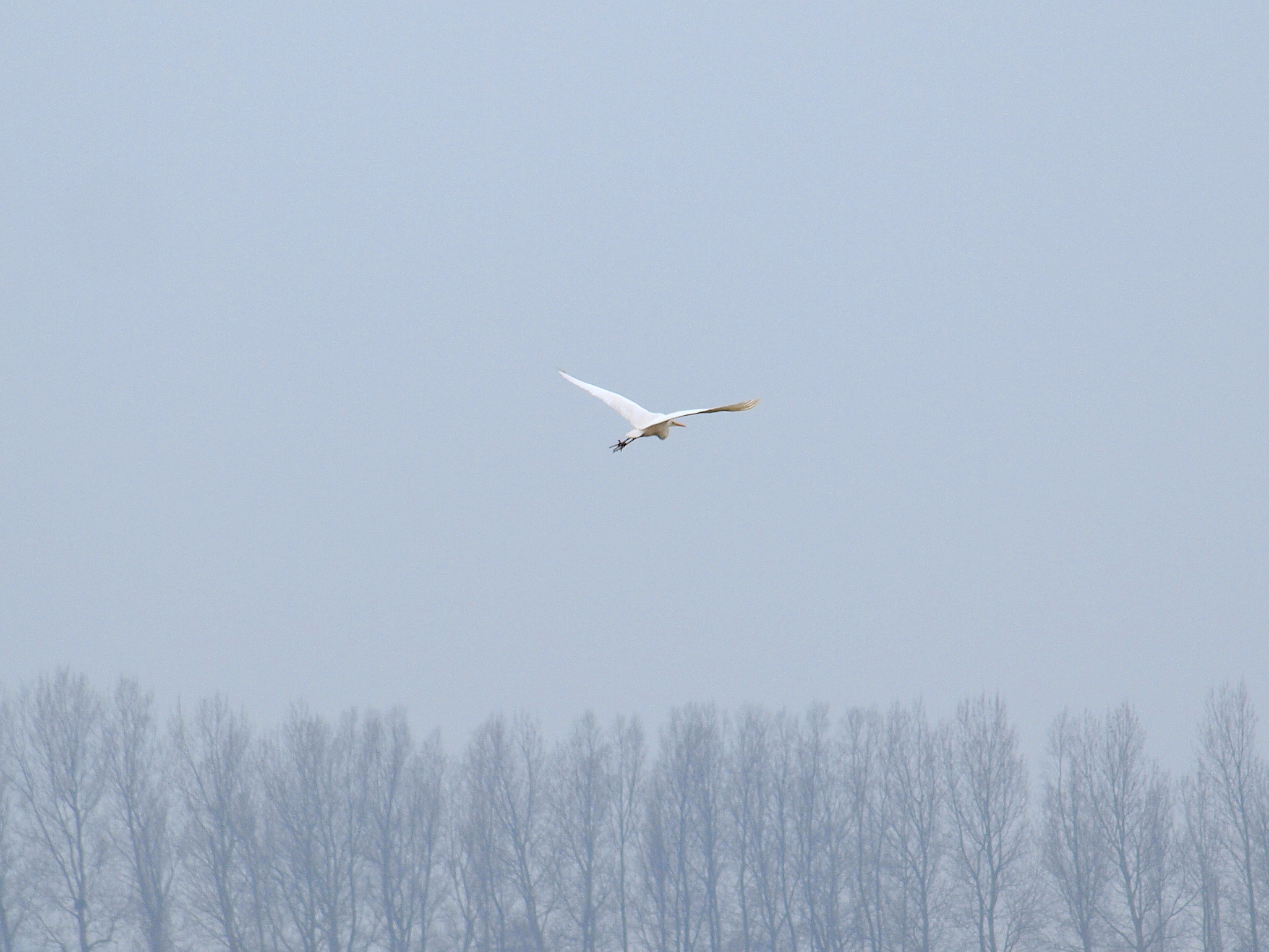 zilverreiger in vlucht