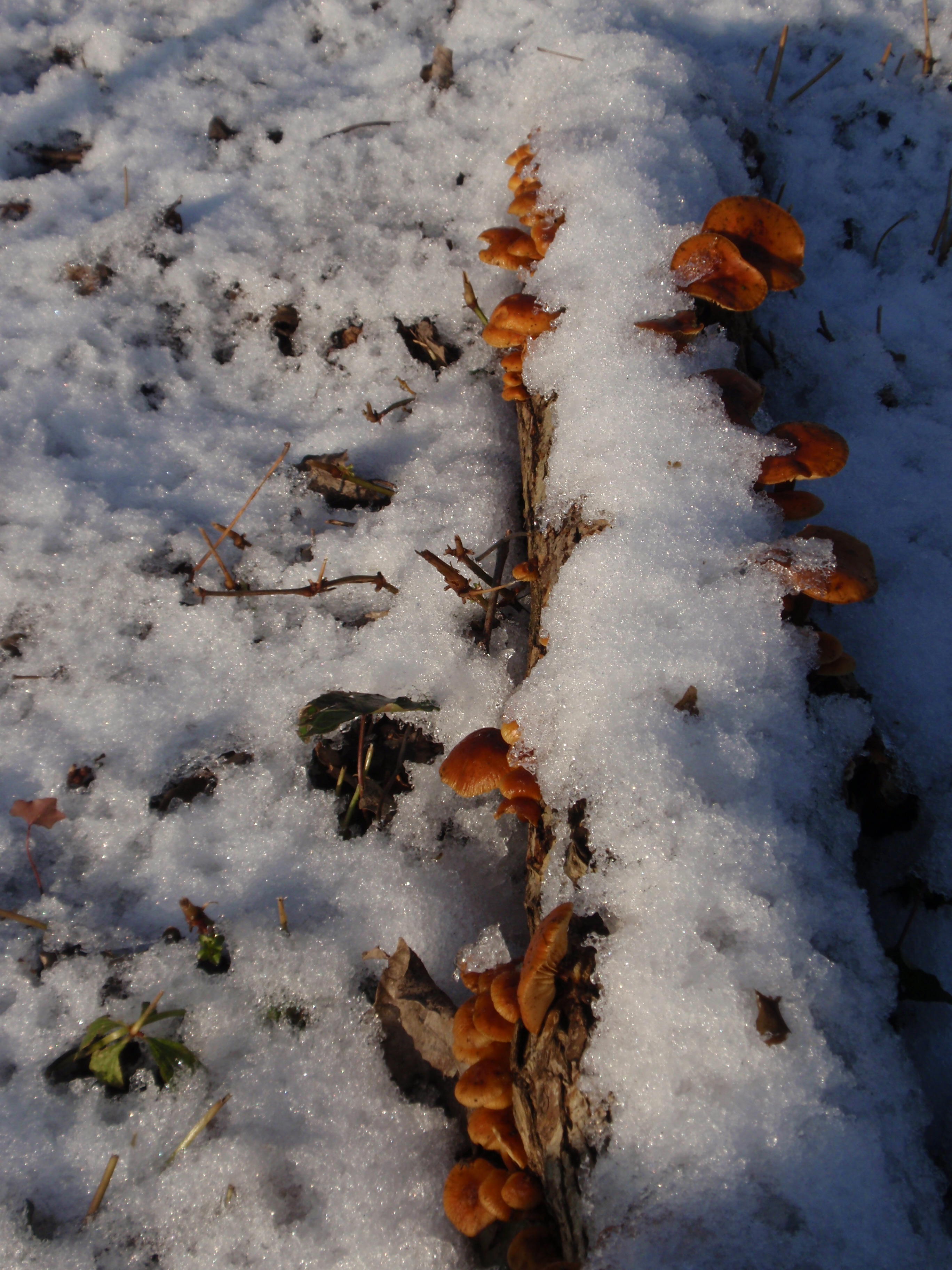 glinstering van de zon