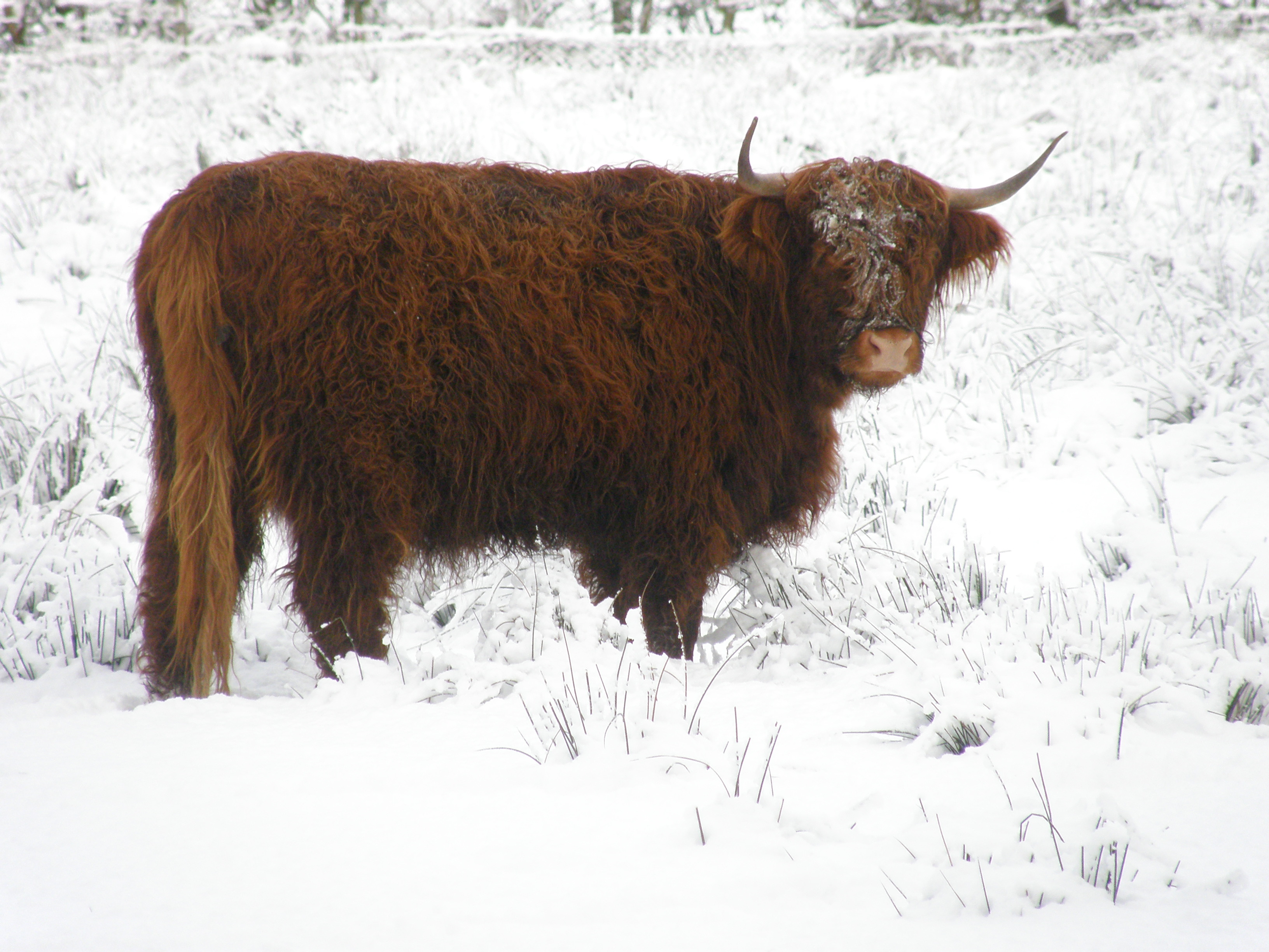 Schotse hooglander in de sneeuw