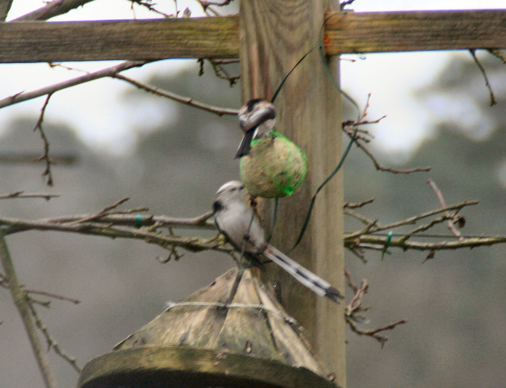 staartmezem op mezenbol