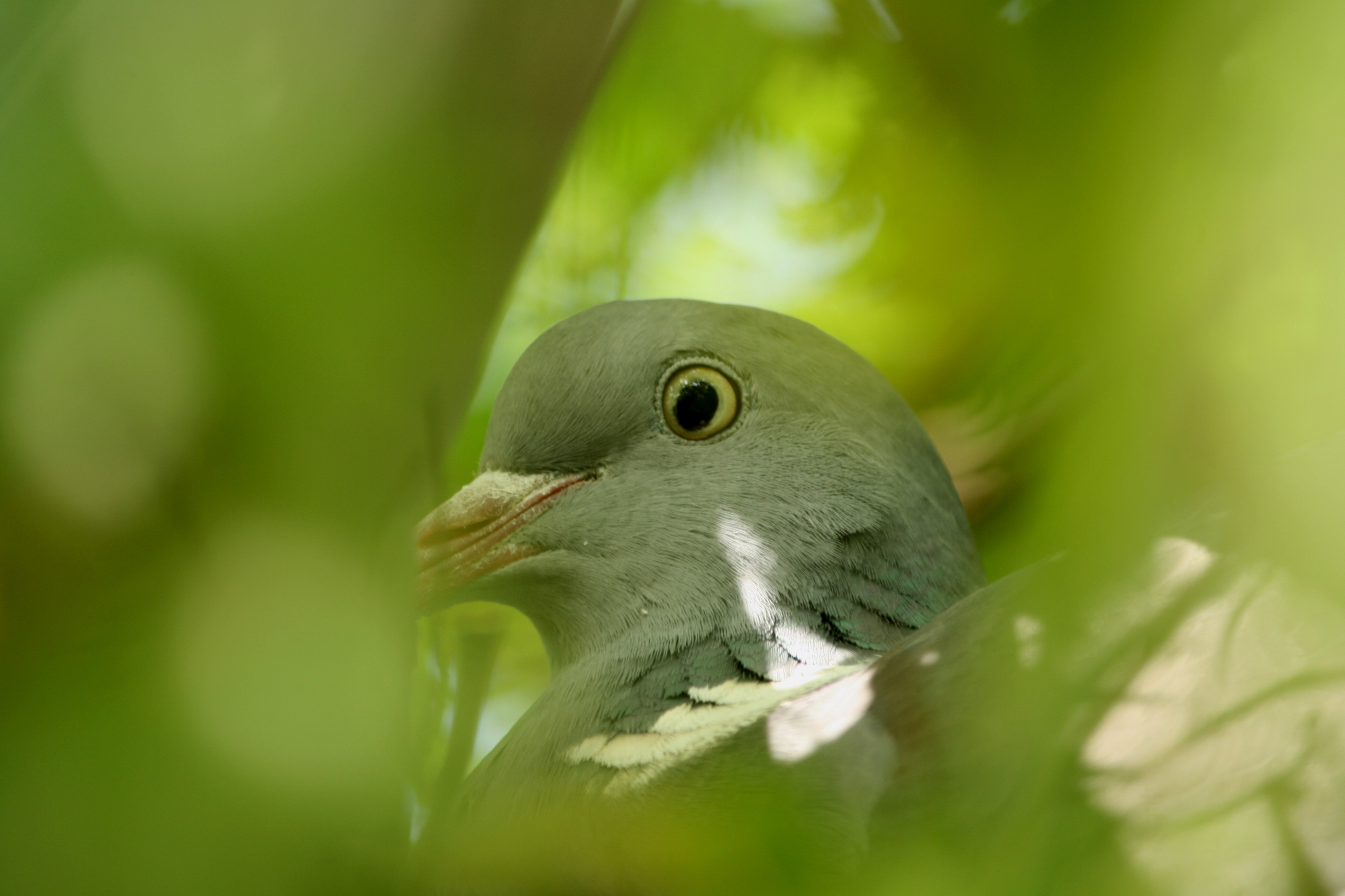 Houtduif speelt verstoppertje.