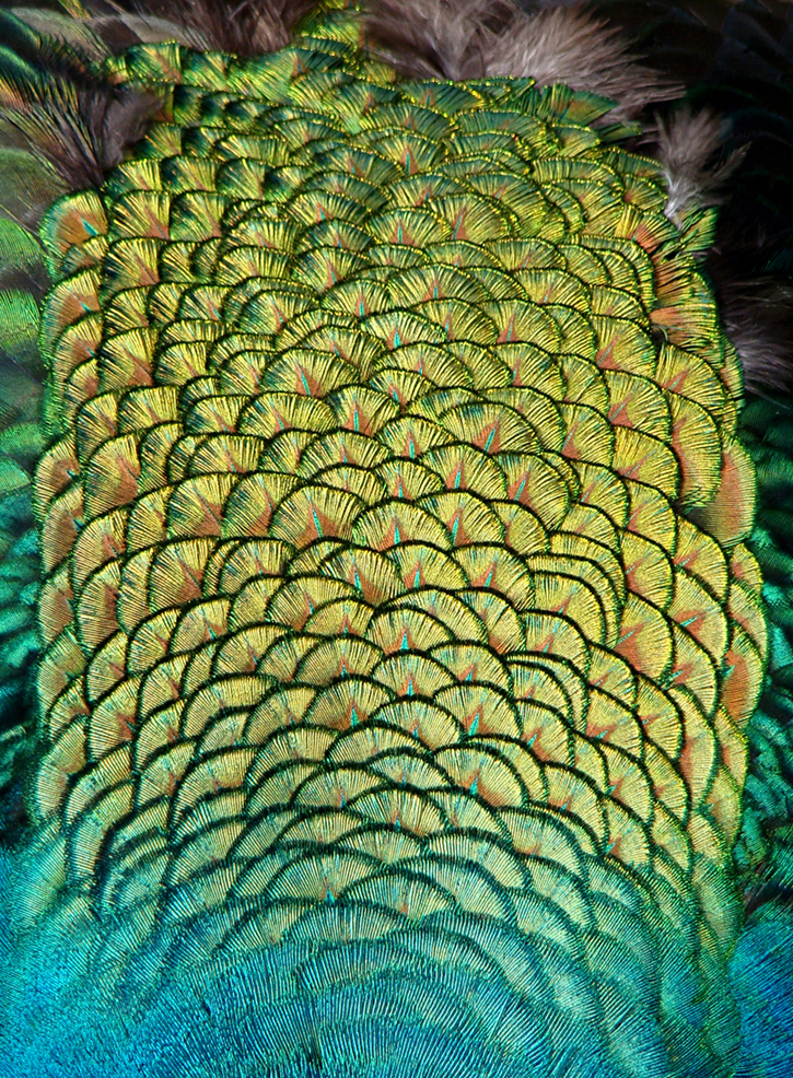 lente... tijd voor verleiden