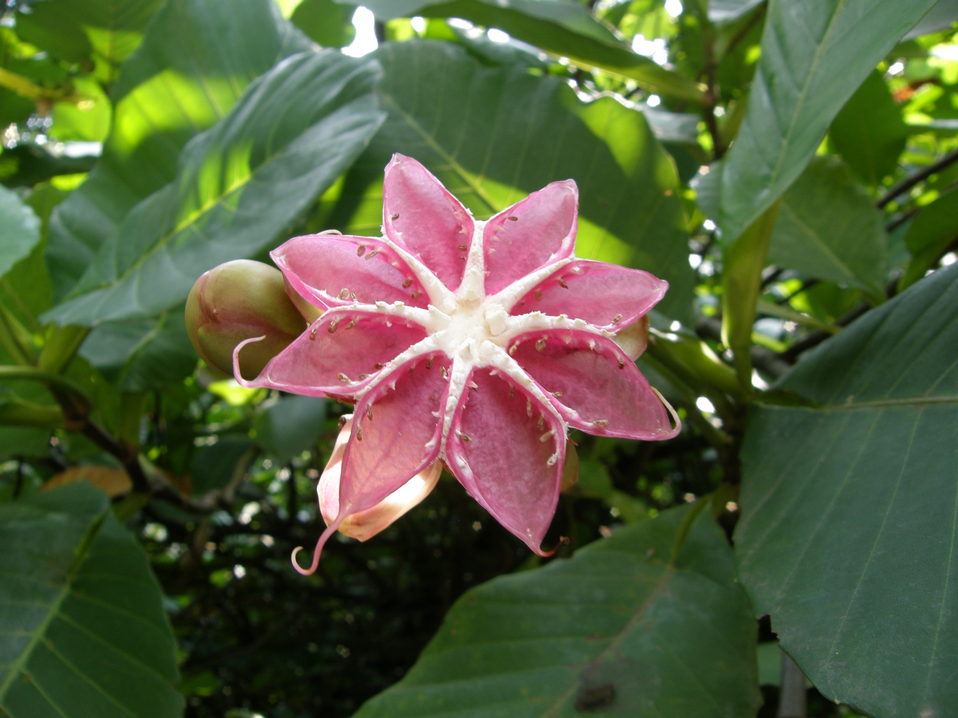 Tropische bloemenpracht