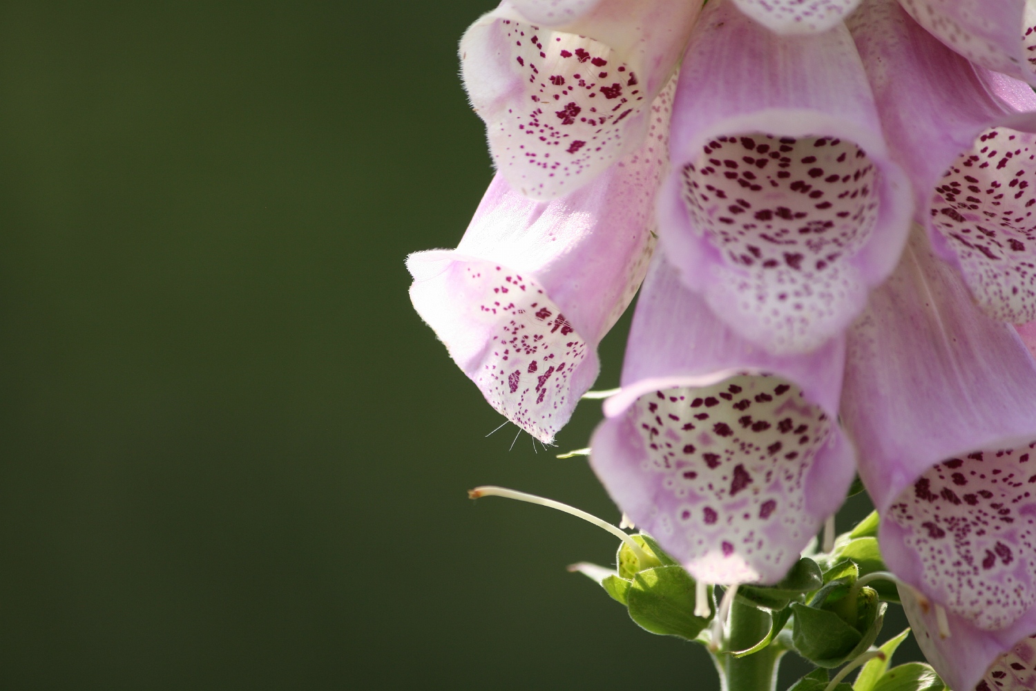 Kleurig Vingerhoedskruid