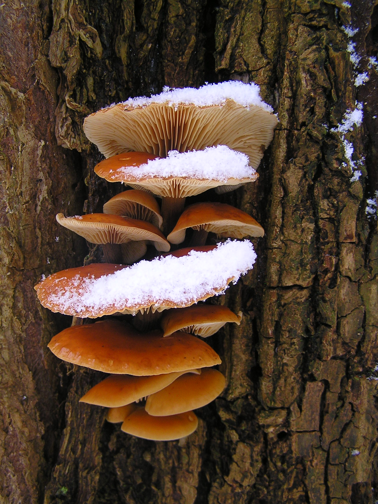 Fluweelpootjes