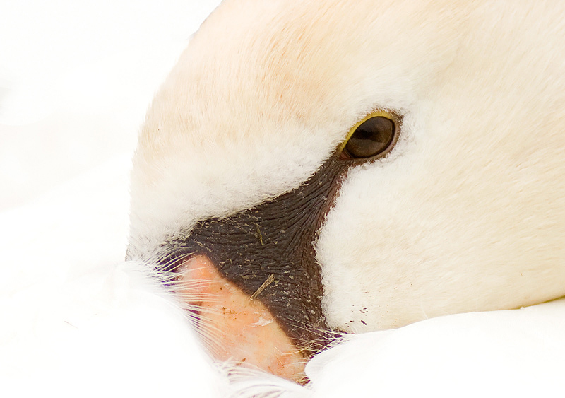 Zwaan van dichtbij 