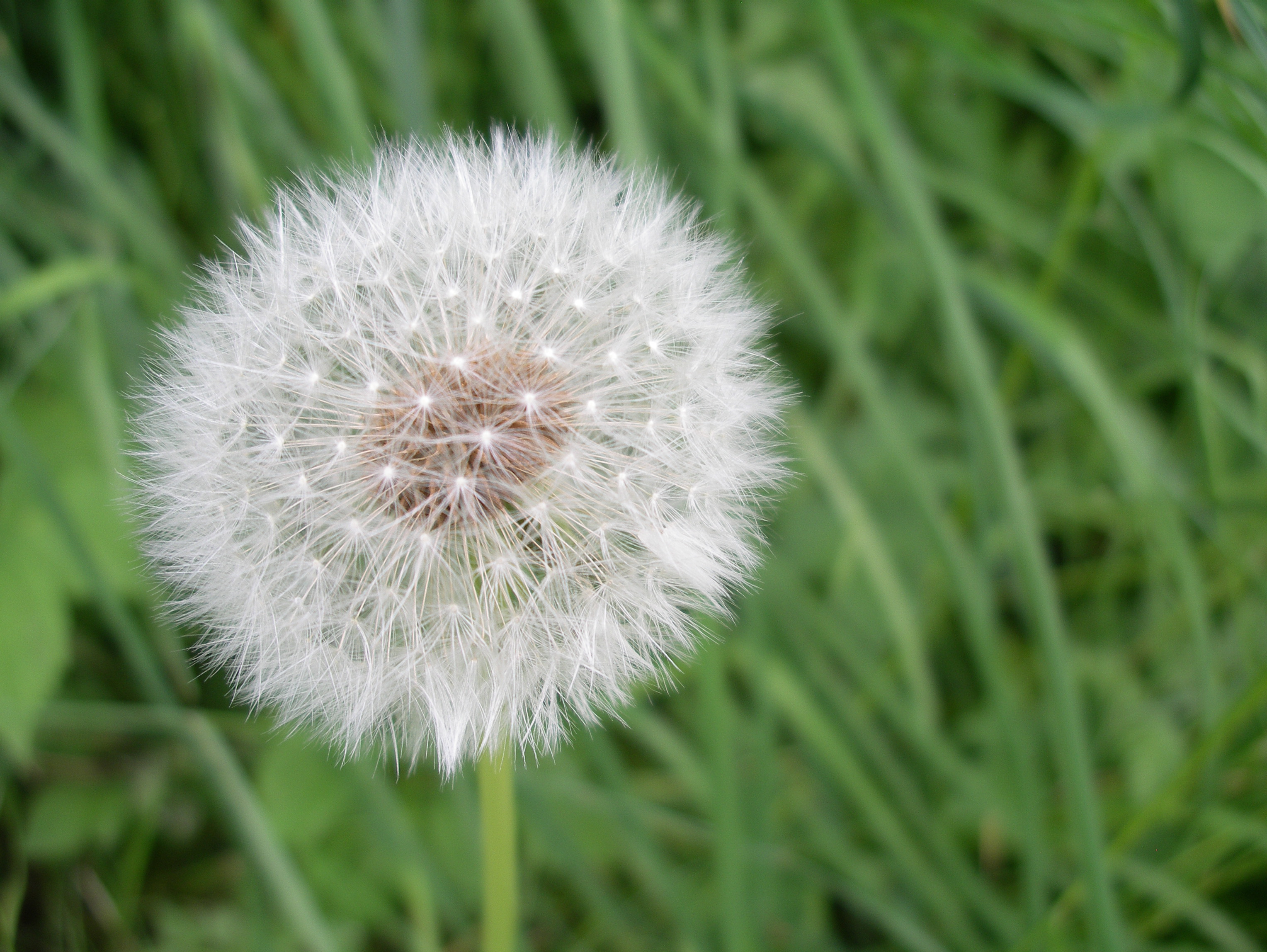 schoonheid na de bloei !