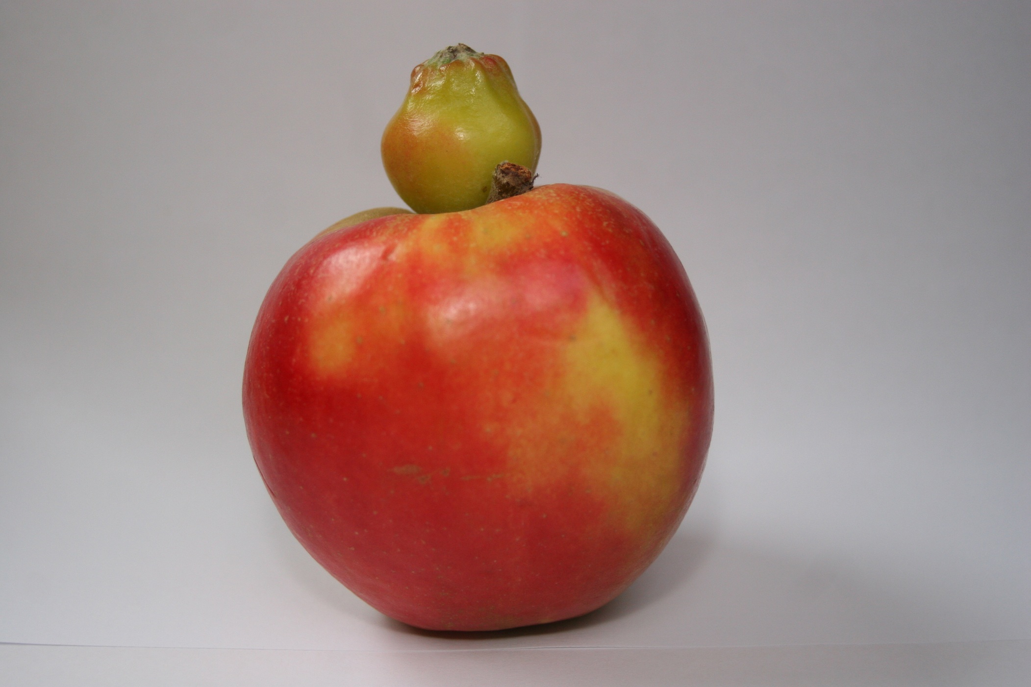 fleurige appel met jong