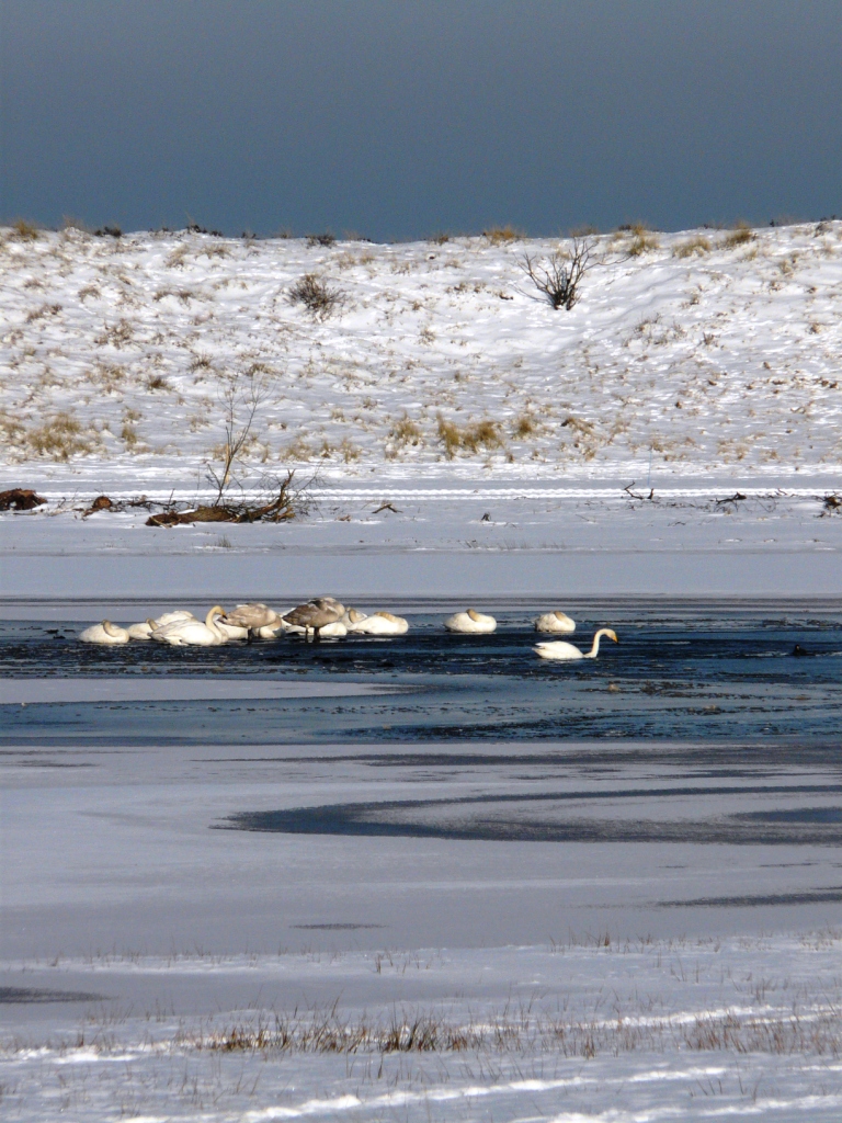 wit is ook een kleur
