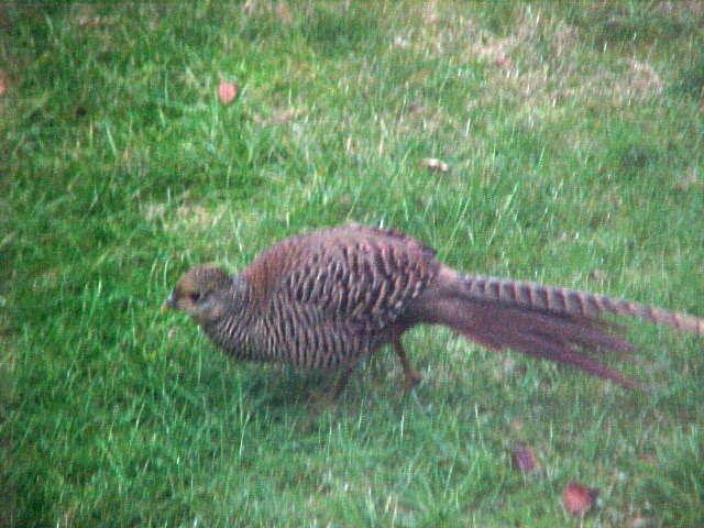 een fazant in de stad