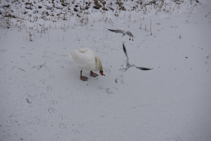 Strijd om te overleven