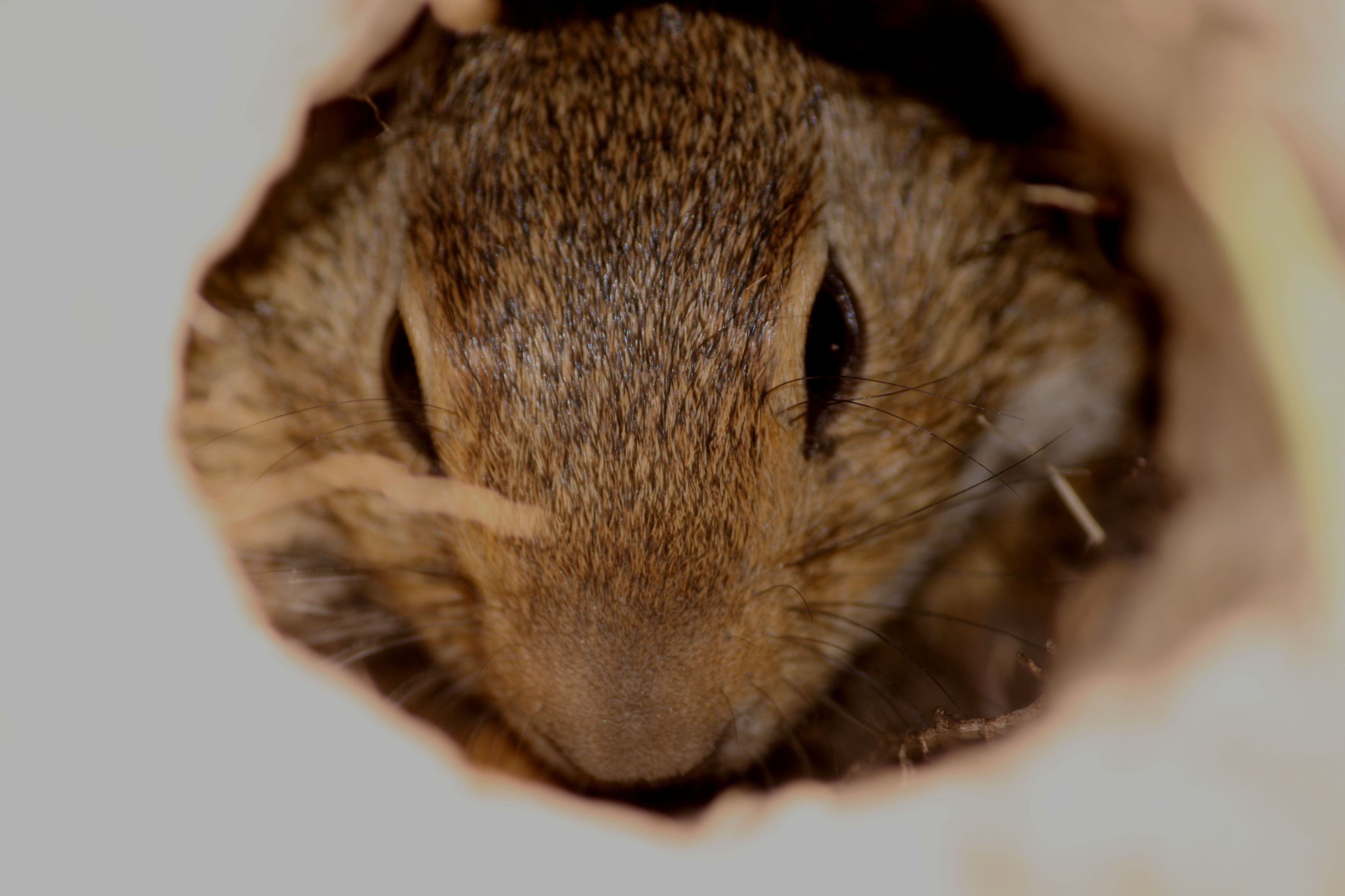 Oostenrijkse 'grondeekhoorn'
