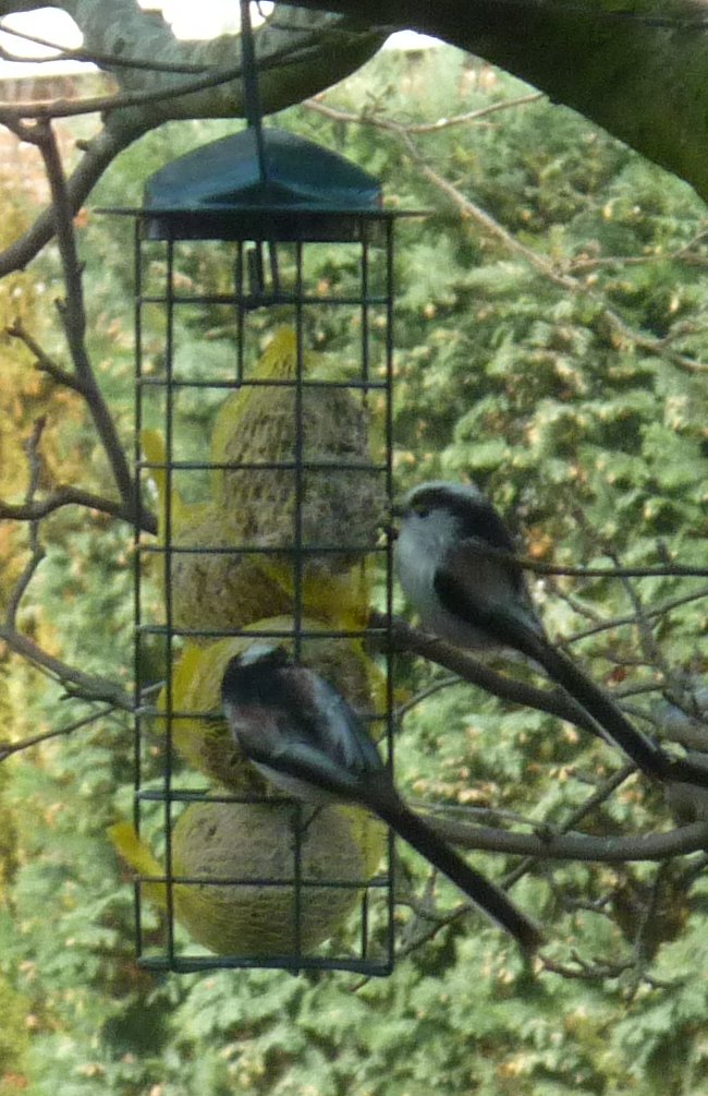Staartmezen aan het fourageren