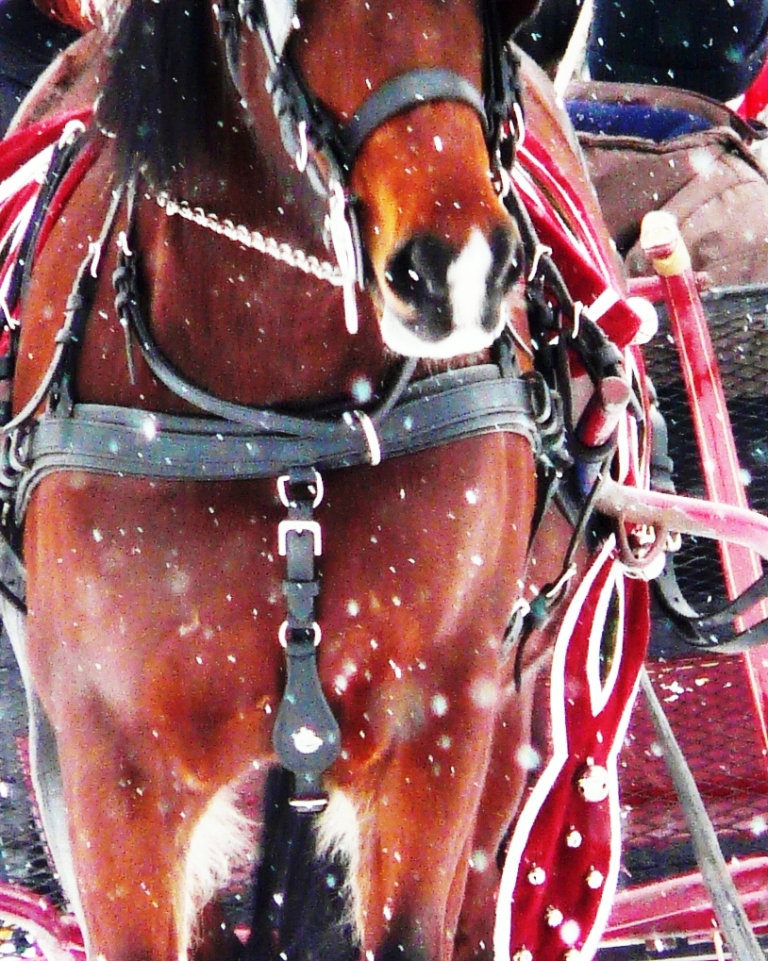 horsesnow