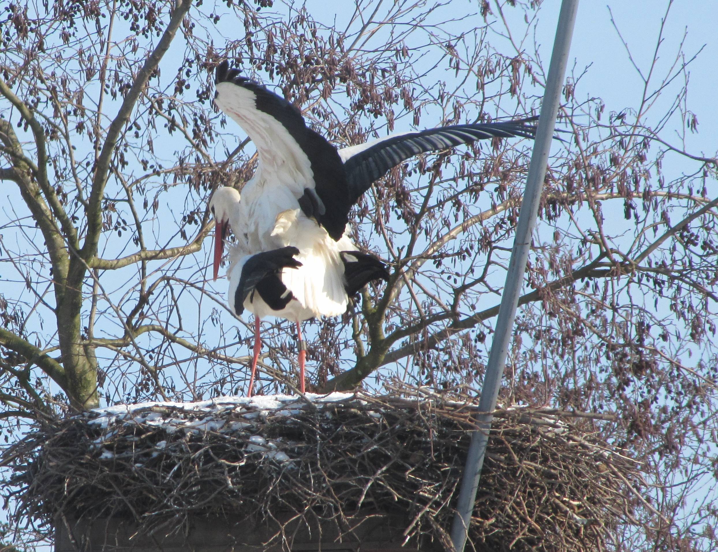 ooievaars in beweging